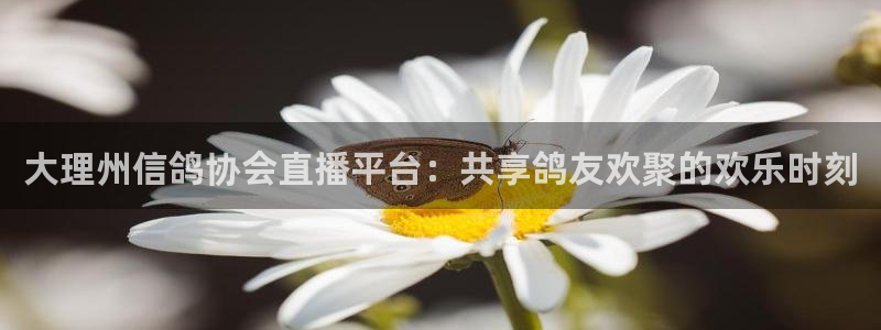 说球帝nba直播在线观看免费app：大理州信鸽协会直播平台：共享鸽友欢聚的欢乐时刻