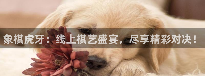 说球帝体育_足球_篮球直播：象棋虎牙：线上棋艺盛宴，尽享精彩对决！